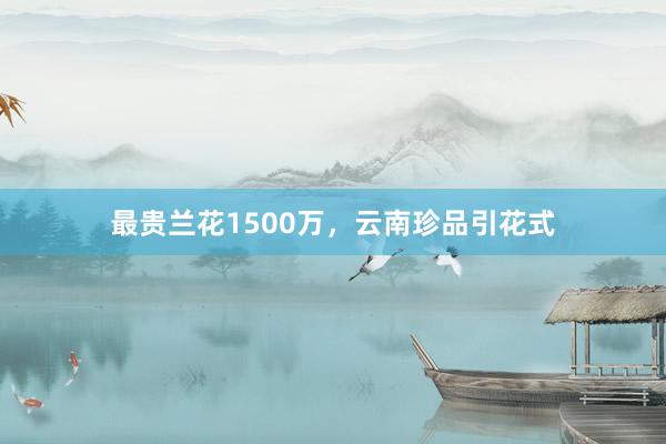 最贵兰花1500万，云南珍品引花式